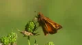 Zabulon Skipper (Poanes zabulon) - Male 1 HD Footage