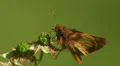 Zabulon Skipper (Poanes zabulon) - Male 3 HD Footage
