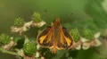 Zabulon Skipper (Poanes zabulon) - Male 4 HD Footage