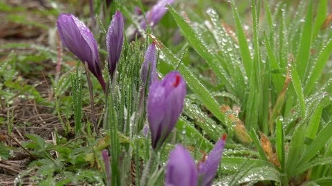 Zafferano con gocce di rugiada Stock Footage 167496801