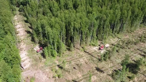 Заготовка леса Stock Footage 231406053
