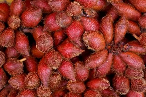 Zalacca Stock Photos
