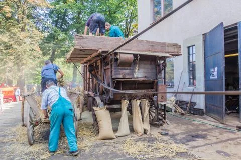 ZAMBERK, CZECHIA - SEPTEMBER 15, 2018: Threshing of grain in a wooden threshi Stock Photos
