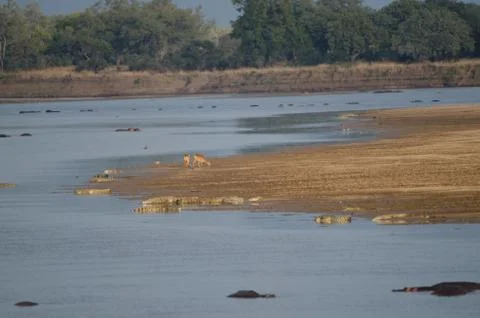 Zambezi Stock Photos