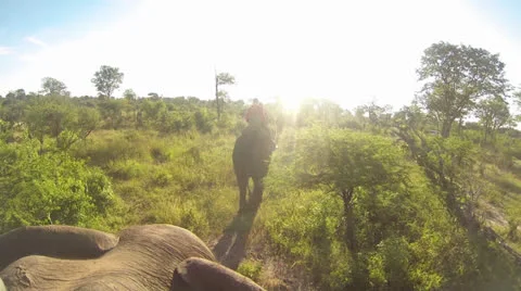 Zambia on Elephant Back 2 Stock Footage 22854304