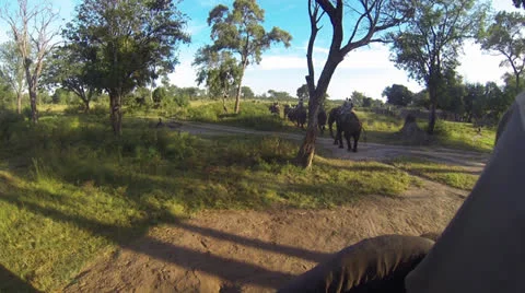 Zambia on Elephant Back Stock Footage 22854797