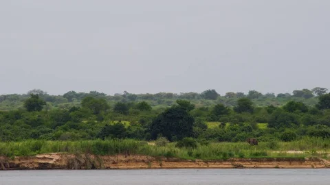 Zambian Elephant Video stock 84411332