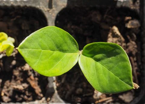 Zamia plant leaf Stock Photos