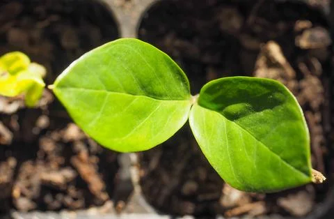 Zamia plant leaf Foto stock