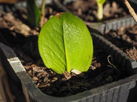 Zamia plant leaf Stock Photos