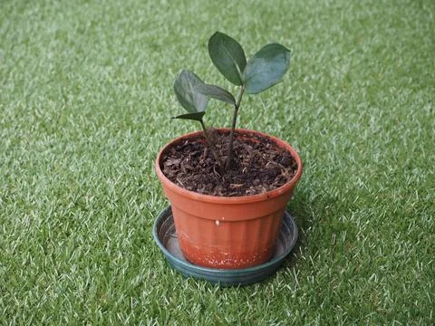 Zamia plant leaf 스톡 사진