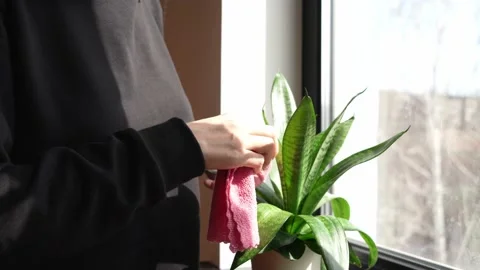 Zamioculcas care. Stock Footage 175788134