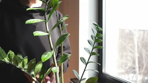 Zamioculcas Stock Footage 173406648