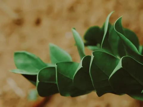 Zamioculcas leaf close up for background. Stock Photos