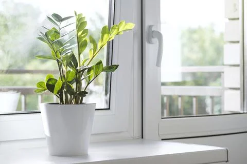Zamioculcas Zamiifolia or ZZ Plant in white flower pot stand on the windowsil Stock Photos