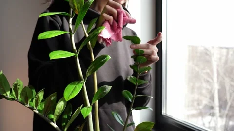 Zamiokulkas Stock Footage 179837580