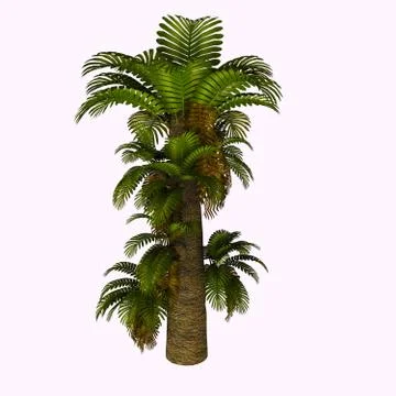 Zamites Tree Stock Illustration