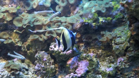 Zanclus cornutus Moorish Idol fish swimming in coral reef Stock-Footage 128581453