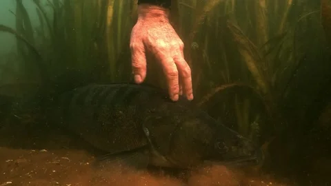 Zander approached and touched by diver Video stock 319130673
