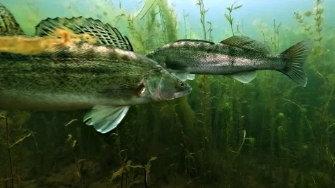 Zander Crossing in Aquatic Vegetation Stock Footage 337005411