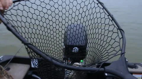 Zander fish Video stock 12629792