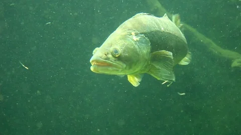 Zander fish predator underwater Stock Footage 77649723