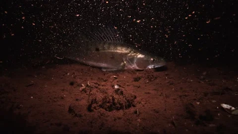 Zander hunting at night, resting motionless on the bottom of a lake Stock Footage 346560480