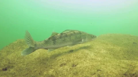 Zander or Pike-perch (Sander lucioperca) Stock-Footage 84322667