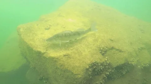 Zander or Pike-perch (Sander lucioperca) Stock-Footage 84322830