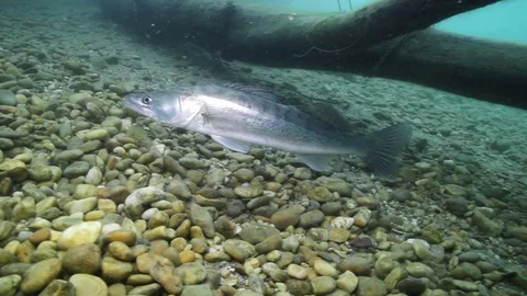 Zander or Pike-perch (Sander lucioperca) Stock-Footage 86762048