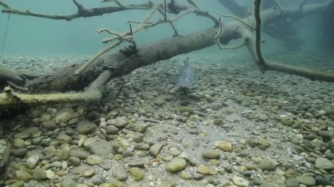 Zander or Pike-perch (Sander lucioperca) Stock-Footage 86762163