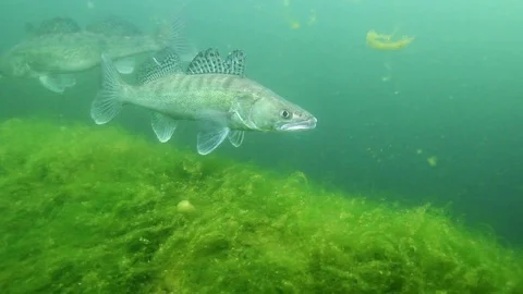 Zander or Pike-perch (Sander lucioperca) Stock-Footage 86762265