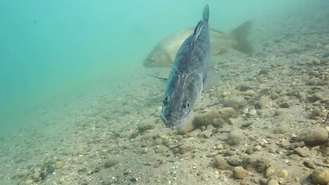 Zander or Pike-perch (Sander lucioperca) Stock-Footage 86764556