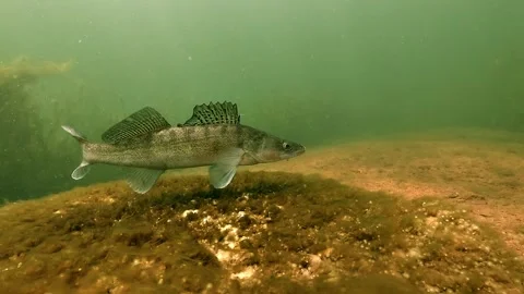 Zander Reproduction Sequence from Nest to Surface Stock Footage 336446578