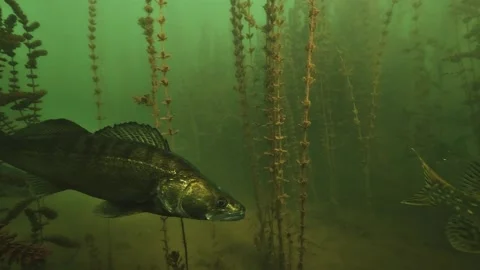Zander resting near a lake bottom among milfoil, filmed from directly above Stock Footage 346560897