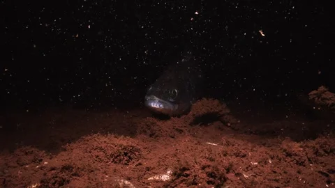 Zander resting on ochre lake bed at night, slow motion zoom on its face Stock Footage 346560864