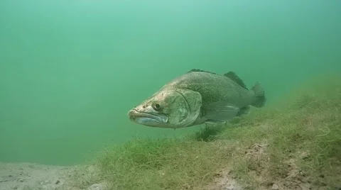 Zander (Sander lucioperca), called pike-perch Stock Footage 47925549