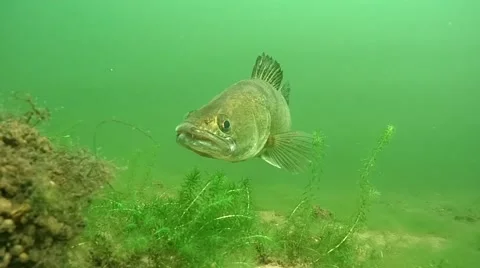 Zander (Sander lucioperca), called pike-perch Stock Footage 48016468