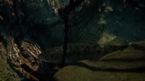 Zander (Sander lucioperca) Video stock 250299557