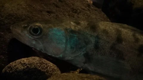 Zander (Sander lucioperca) Stock Footage 250299573