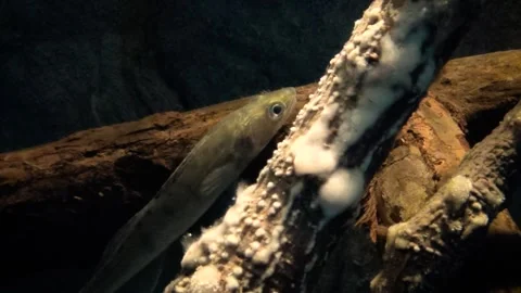 Zander (Sander lucioperca) Stock Footage 250299584