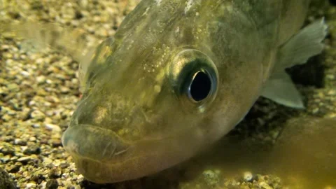 Zander (Sander lucioperca) Video stock 259163446