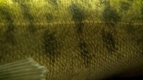 Zander (Sander lucioperca) Stock Footage 259163468