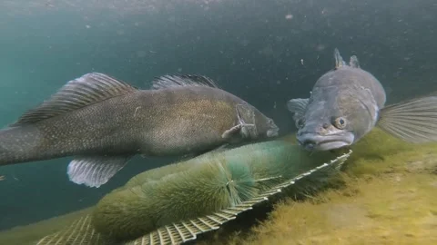 Zander spawning underwater 스톡 동영상 271364149