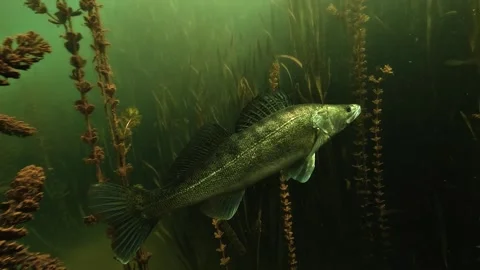 Zander swimming in profile through dense milfoil, startled and fleeing suddenly Stock Footage 346560256