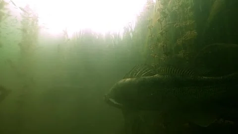 Zander swims past camera in mbacklight Video stock 319130643