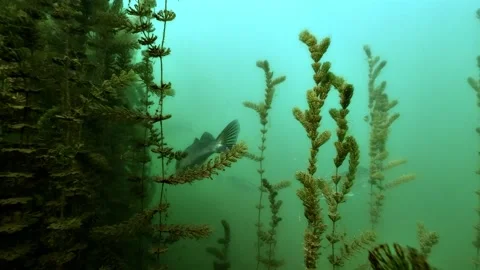 Zander swims through a milfoil weed bed, other zanders appear in the vegetation Stock Footage 346560231