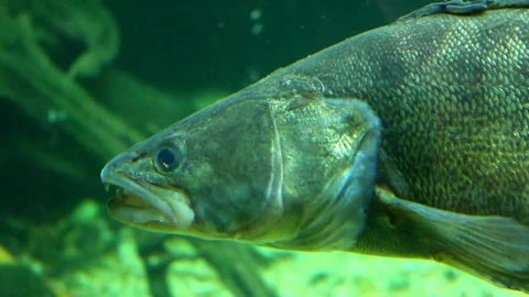 Zander underwater Stock Footage 77649980