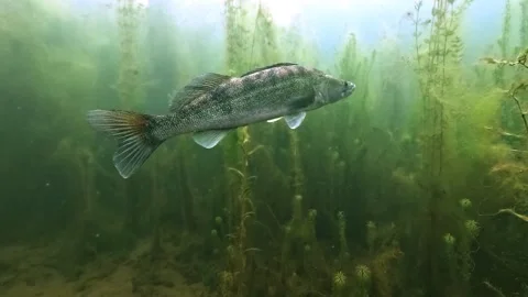 Zander Vanishing into Aquatic Vegetation Stock Footage 337005394