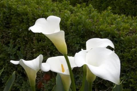 Zantedeschia Stock Photos